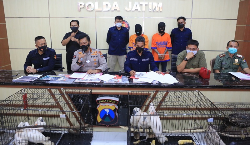 Polda Jatim Bongkar Perdagangan Satwa Dilindungi di Facebook 