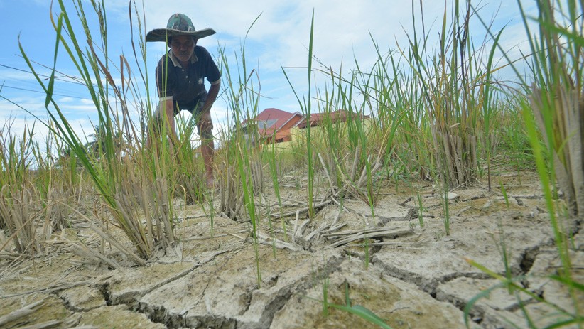 Petani Gunung Sarik Padang Gagal Panen akibat Serangan Hama dan Kekeringan - Bagian 2