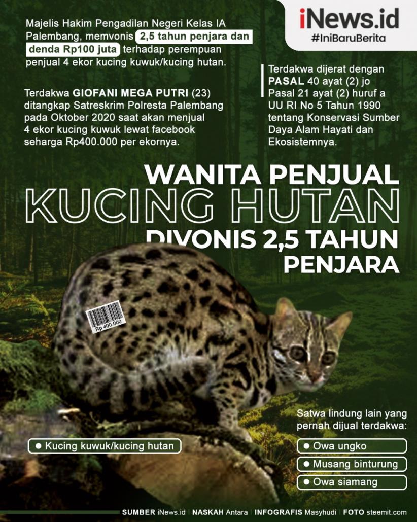 Infografis Wanita Penjual Kucing Hutan Divonis 2,5 Tahun Penjara