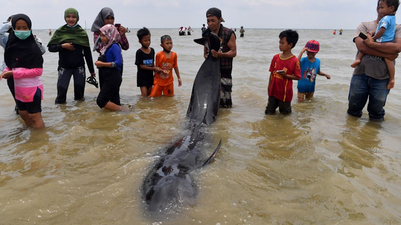 Puluhan Paus Pilot Terdampar di Pantai Modung Bangkalan, hanya 4 Selamat - Bagian 2