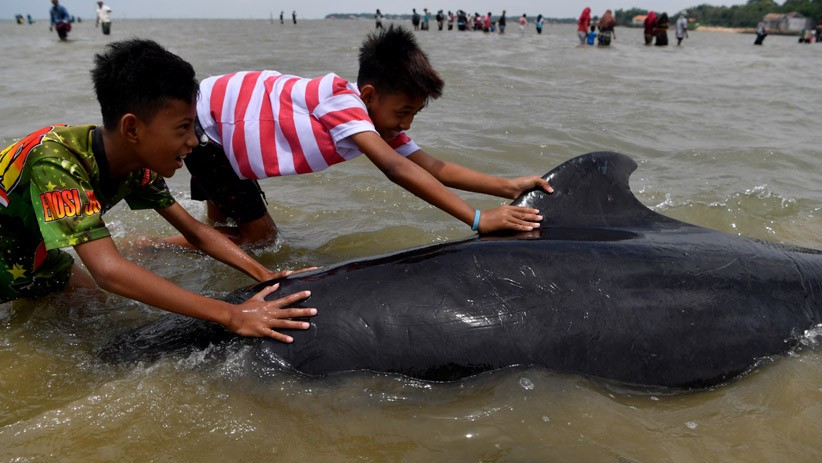 Puluhan Paus Pilot Terdampar di Pantai Modung Bangkalan, hanya 4 Selamat - Bagian 3