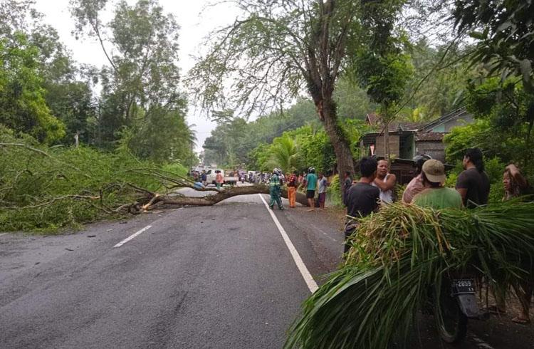 Tragis, Pemotor di Kulonprogo Tewas Tertimpa Pohon