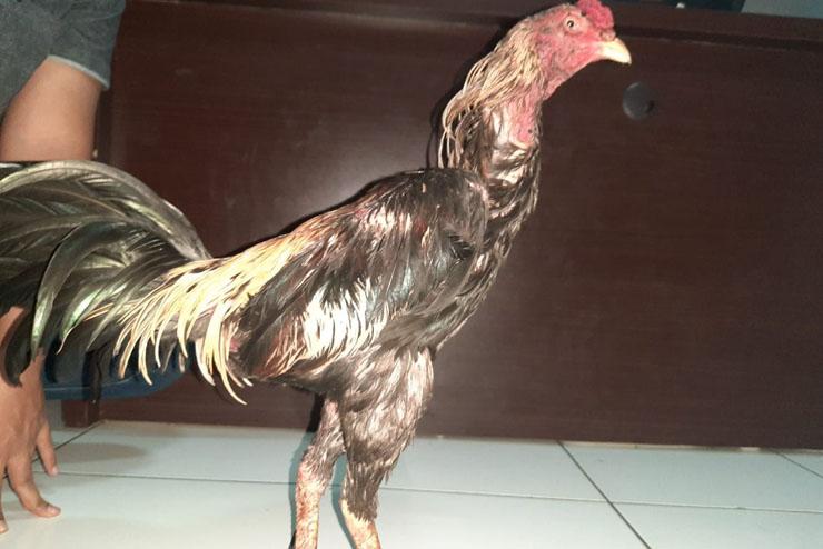 Curi Seekor Ayam Jago, Pemuda di Kulonprogo Ditangkap Polisi