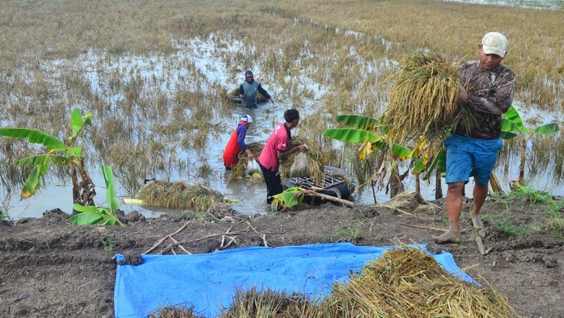 2.601 Hektare Tanaman Padi Gagal Panen akibat Banjir Kudus - Bagian 3
