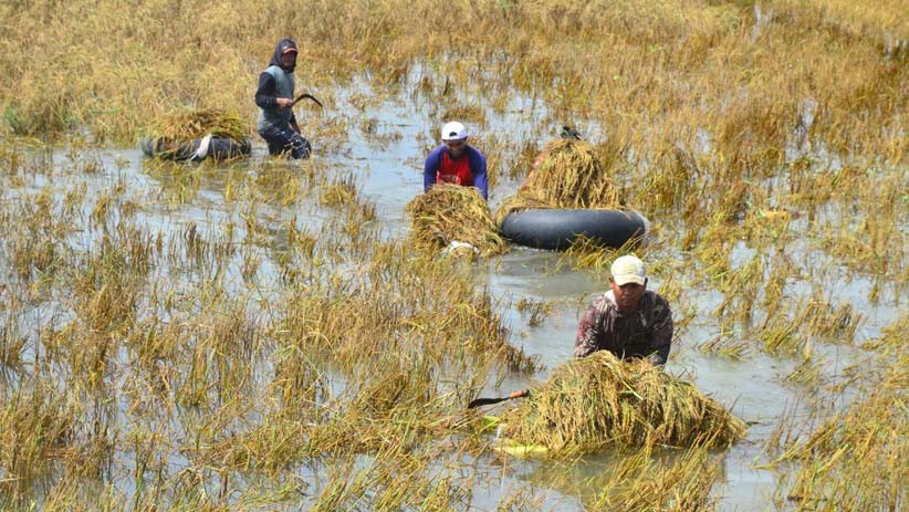 2.601 Hektare Tanaman Padi Gagal Panen akibat Banjir Kudus - Bagian 1
