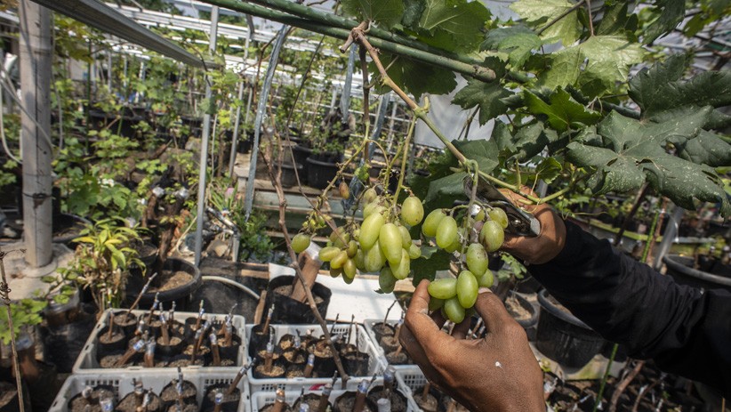 Segar, Kebun Ini Budi Daya 90 Jenis Tanaman Anggur - Bagian 2