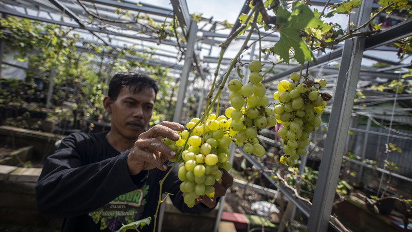 Segar, Kebun Ini Budi Daya 90 Jenis Tanaman Anggur - Bagian 1
