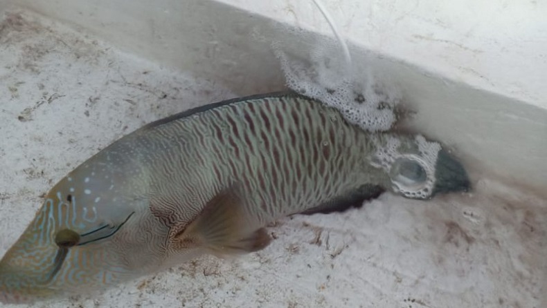 Ikan Langka Jenis Napoleon, Habitat di Perairan Wilayah Timur Indonesia