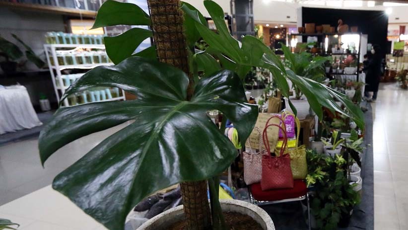 Pamer Monstera hingga Red Aglaonema, Ada yang Dijual hingga Ratusan Juta Rupiah - Bagian 1