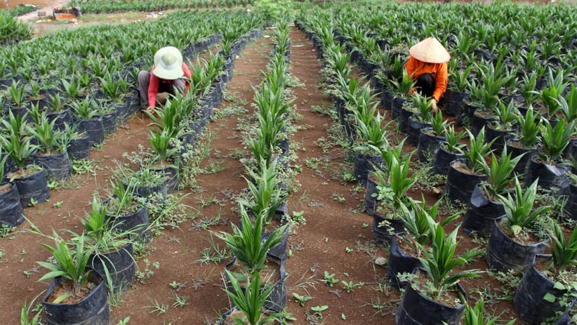 Peremajaan Kelapa Sawit Seluas 8.000 Hektare di Sumatera Barat - Bagian 2