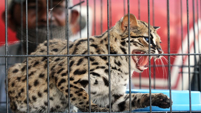 Kucing Hutan Diserahkan Warga ke BKSDA Aceh Utara - Bagian 2