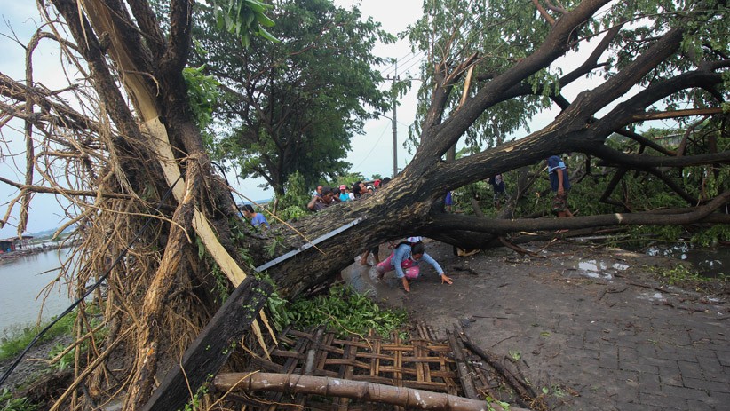 Padang Diguyur Hujan Lebat, Pohon Tumbang Terjadi di 21 Titik
