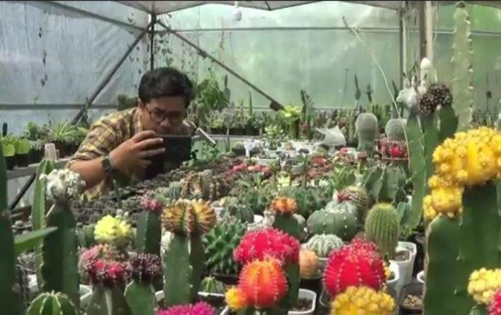 Budi Daya Tanaman Kaktus, Pria asal Banjarnegara ini Raup Untung Jutaan Rupiah 