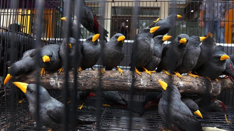 Ratusan Hewan Eksotis Diselundupkan dari Makassar ke Surabaya  - Bagian 5