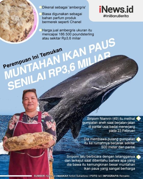 Infografis Muntahan Ikan Paus Senilai Rp3,6 Miliar Ditemukan di Pantai