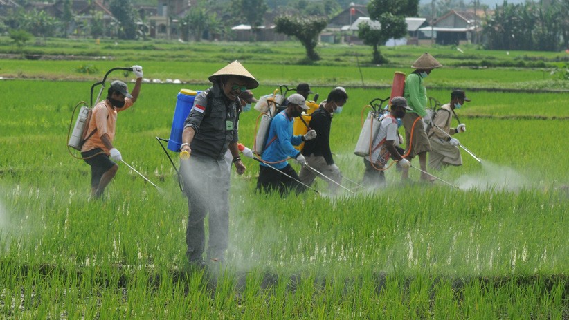 Begini Cara Petani Boyolali Kendalikan Hama Wereng - Bagian 2