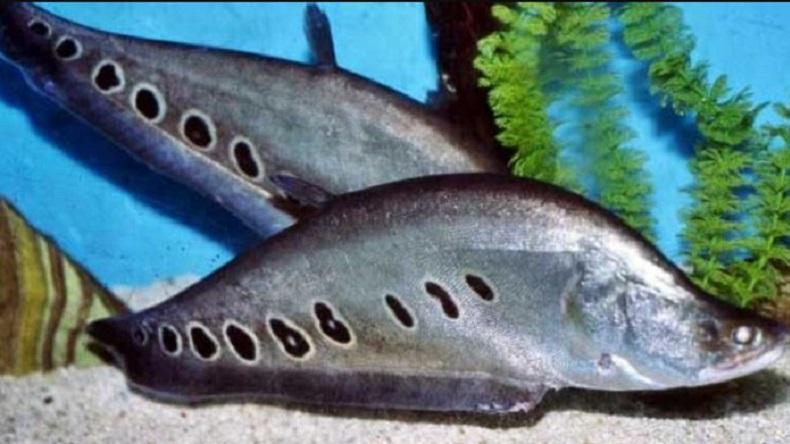  Ratusan Ekor Ikan Endemik Kalimantan Dilepasliarkan ke Sungai Kapuas, Warga Dilarang Eksploitasi 