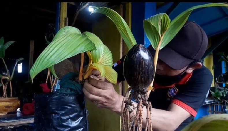 Wow, Perajin Ini Bisa Jual Bonsai Kelapa Minion hingga Rp7 Juta di Masa Pandemi