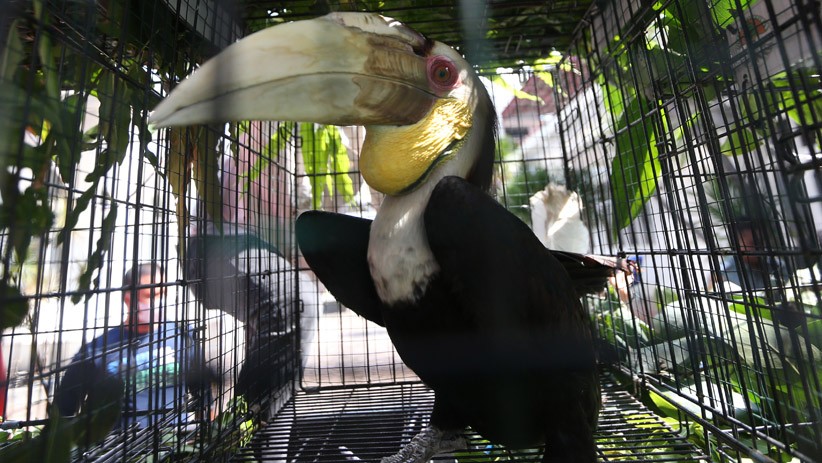 BKSDA Evakuasi Sejumlah Burung Dilindungi dari Rumah Dinas Gubernur Aceh - Bagian 1