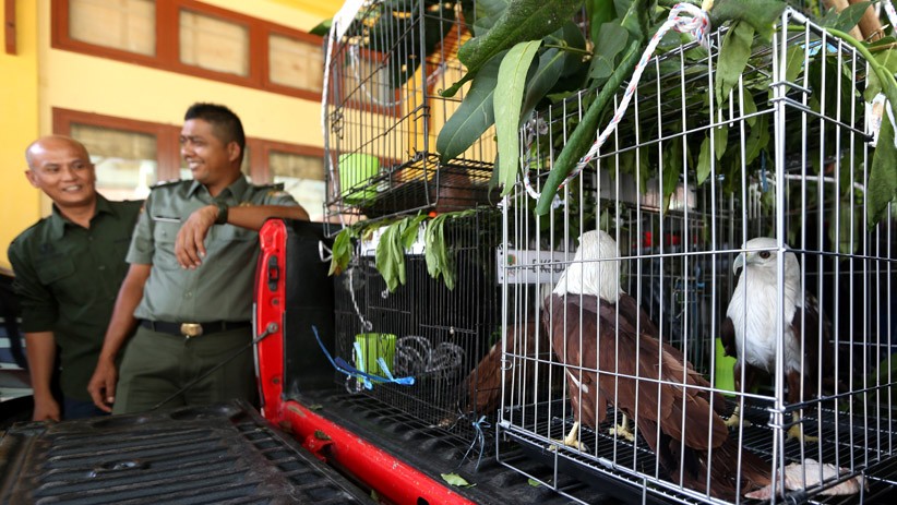 BKSDA Evakuasi Sejumlah Burung Dilindungi dari Rumah Dinas Gubernur Aceh - Bagian 2