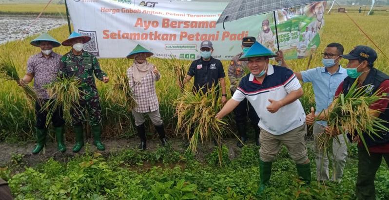 Harga Gabah Anjlok, Global Wakaf-ACT Gelar Panen Raya di Blora