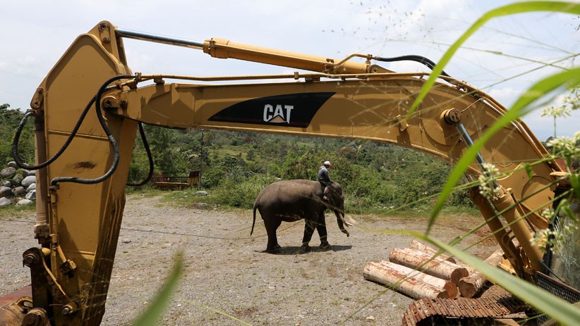 Gajah Jinak Patroli Cegah Konflik Warga dan Hewan Liar - Bagian 2