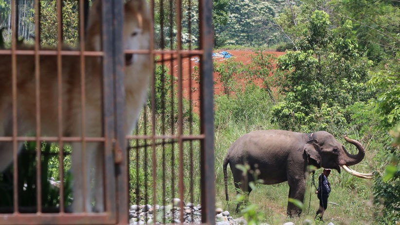 Gajah Jinak Patroli Cegah Konflik Warga dan Hewan Liar - Bagian 3