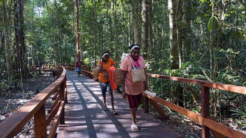 Mengamati Satwa Endemik Papua dari Jembatan Sepanjang 3,2 Km di Hutan Klaso - Bagian 1