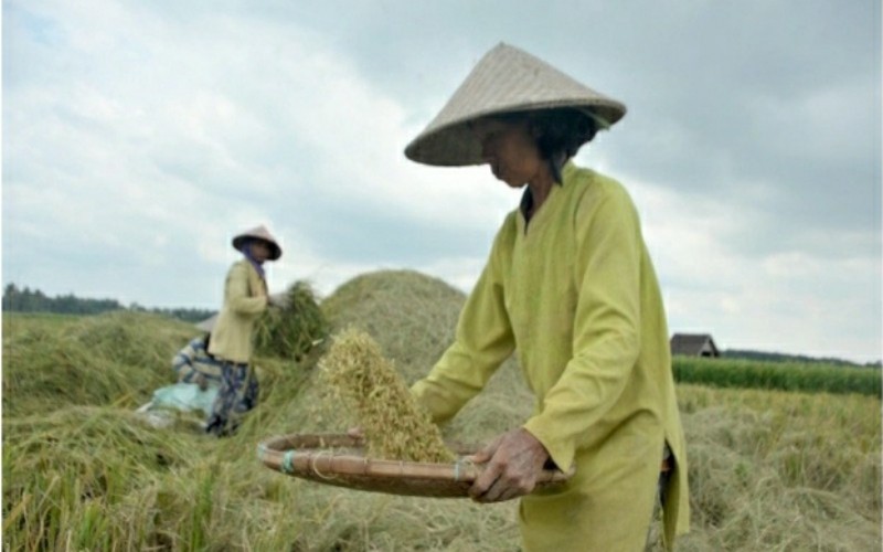 Bulog Sumsel Serap 12.000 Ton Beras Petani