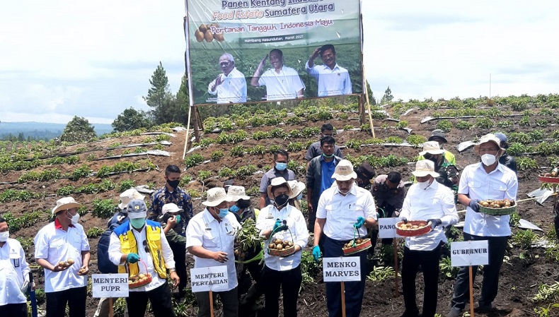Cek Progres Food Estate Humbahas, Menko Luhut Puas Lihat Hasil Panen Perdana