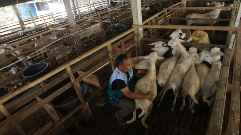 Tingkatkan Perekonomian, Warga Kendal Kembangkan Budi Daya Domba  - Bagian 1