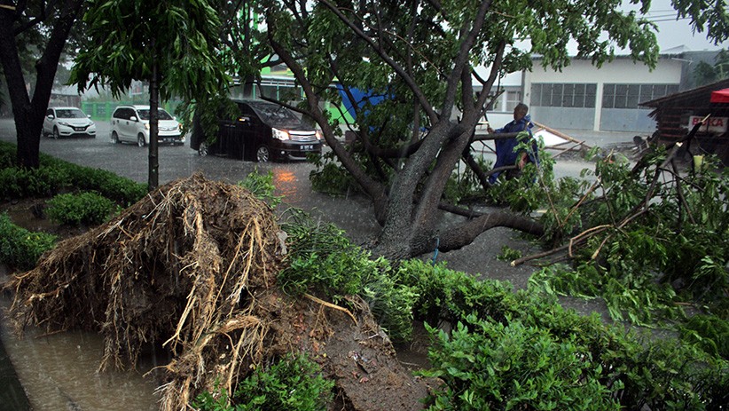Pohon Tumbang Diterjang Angin Kencang Tutup Jalan Somba Opu Gowa - Bagian 1
