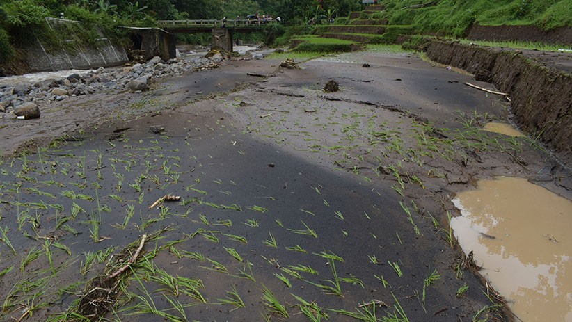 Puluhan Hektare Sawah Rusak akibat Banjir Madiun - Bagian 1