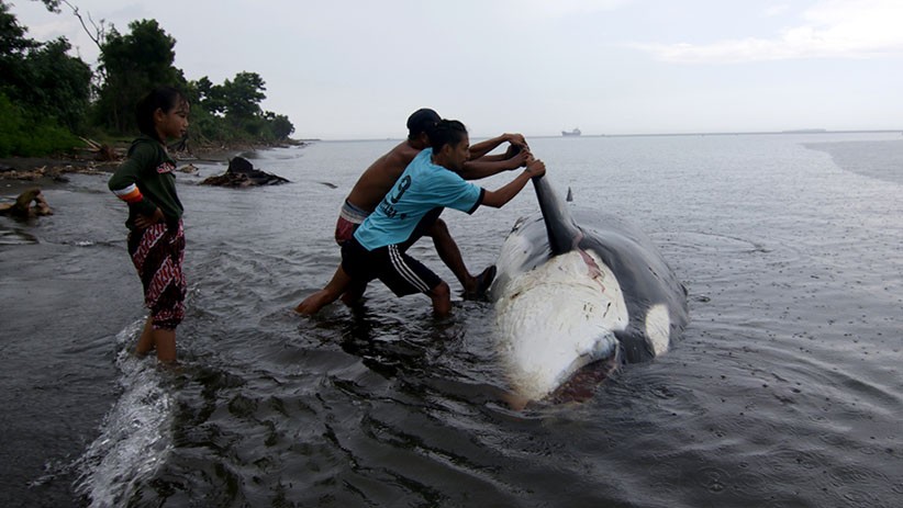 Paus Pembunuh Mati Terdampar di Pantai Bangsring Banyuwangi - Bagian 2