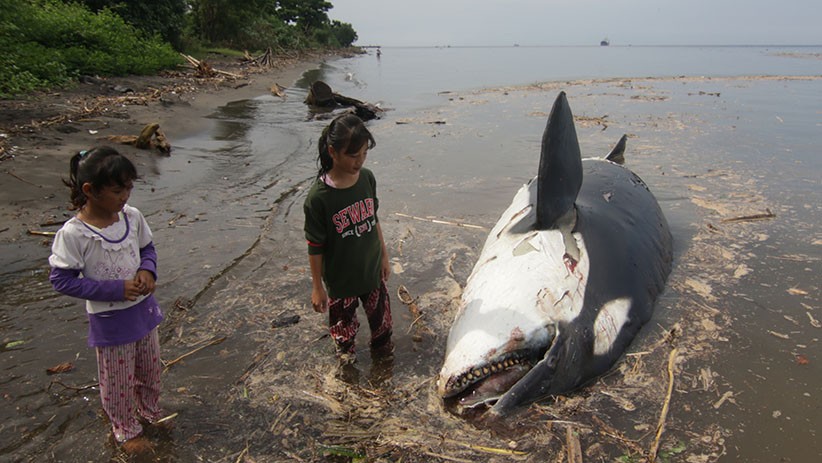 Paus Pembunuh Mati Terdampar di Pantai Bangsring Banyuwangi - Bagian 3