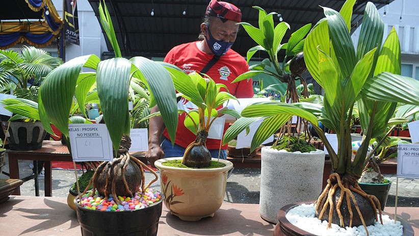 Kontes Bonsai Kelapa Tampilkan Tanaman Cantik dan Unik - Bagian 2
