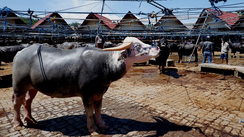 Pastikan Persediaan Daging Aman, Pemkot Banda Aceh Sediakan Ratusan Sapi dan Kerbau 