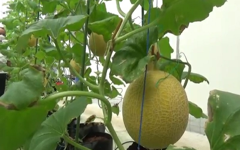 Viral Melon Rp30.000 per Kg di Jember, Mahal Tapi Diburu Banyak Warga