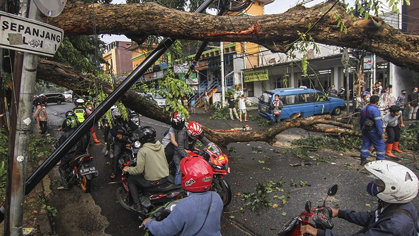 Pohon Tumbang Tutup Jalan Akses UI Depok, Sejumlah Kendaraan Parkir Tertimpa - Bagian 2