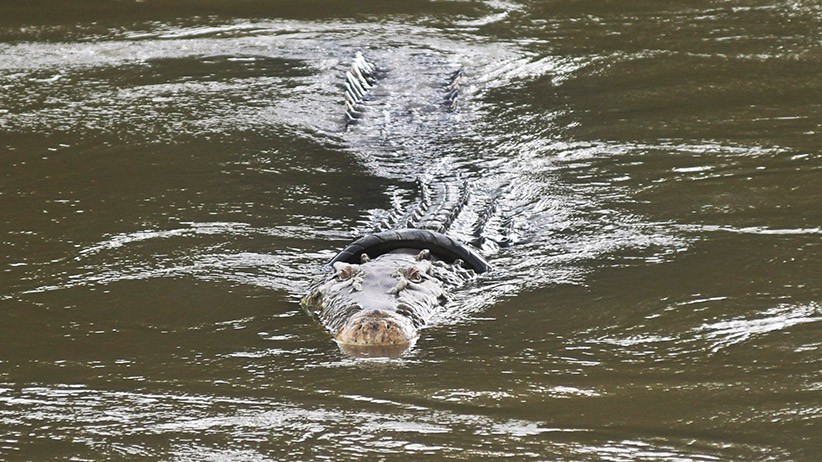 Buaya Berkalung Ban Muncul di Pinggir Sungai setelah Lama Tidak Terlihat - Bagian 1