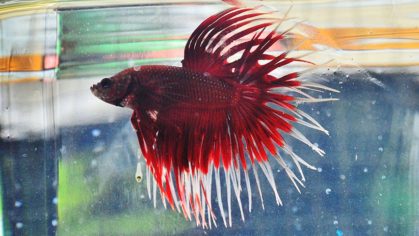 Kontes Ratusan Ikan Cupang Hias di Kudus - Bagian 1