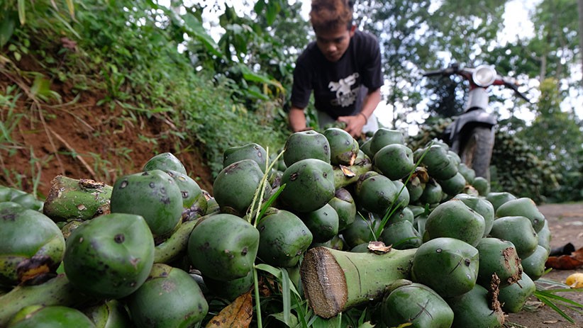 Petani Temanggung Panen Kolang Kaling, Dijual Rp8.000 per Kilogram - Bagian 2