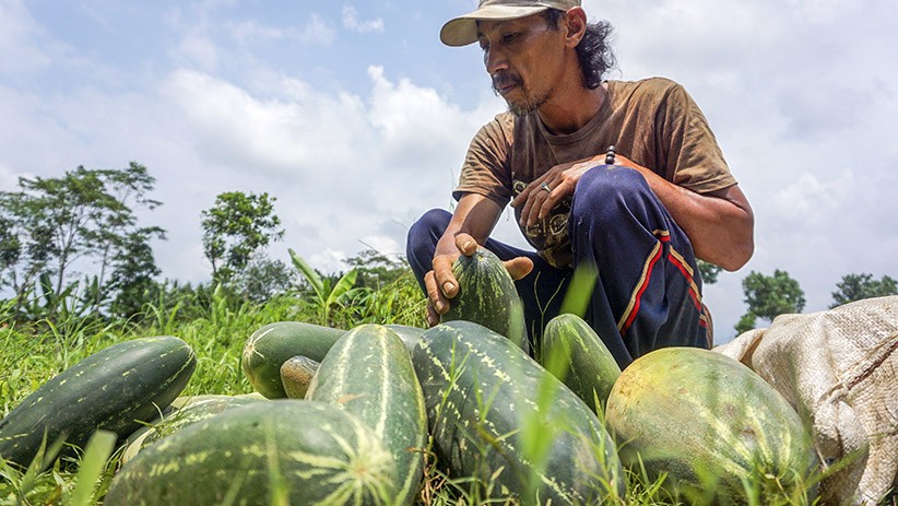 Panen Timun Suri, Buah Favorit saat Berbuka Puasa - Bagian 1
