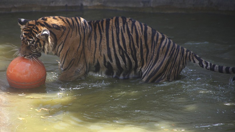 Mengkhawatirkan, Populasi Harimau Sumatera Tinggal 600 Ekor - Bagian 3