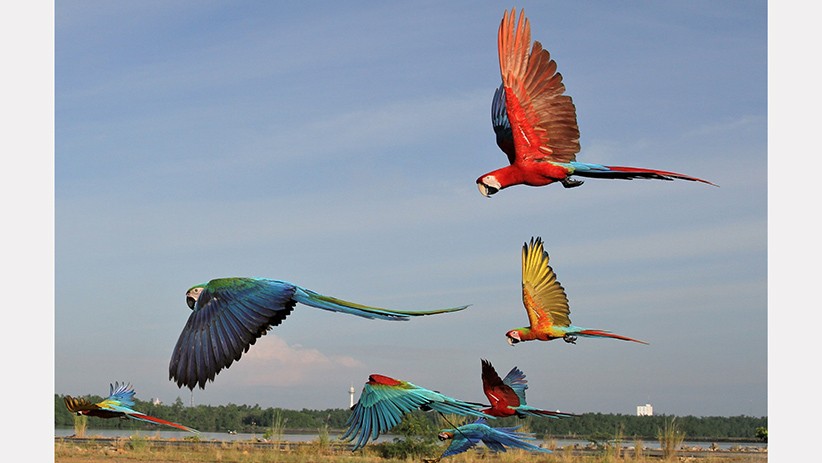 Melihat Keseruan Burung Macaw Berlatih Terbang Bebas - Bagian 2