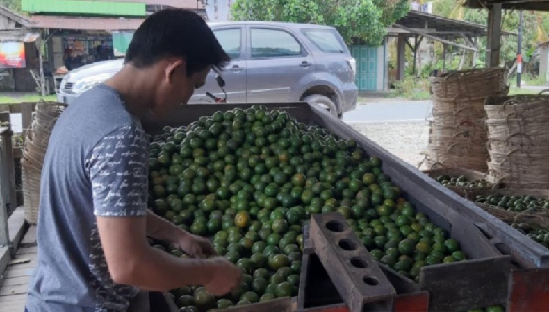 Petani Jeruk Sambas Menuai Berkah, Harga Melonjak Rp11.000 per Kilogram