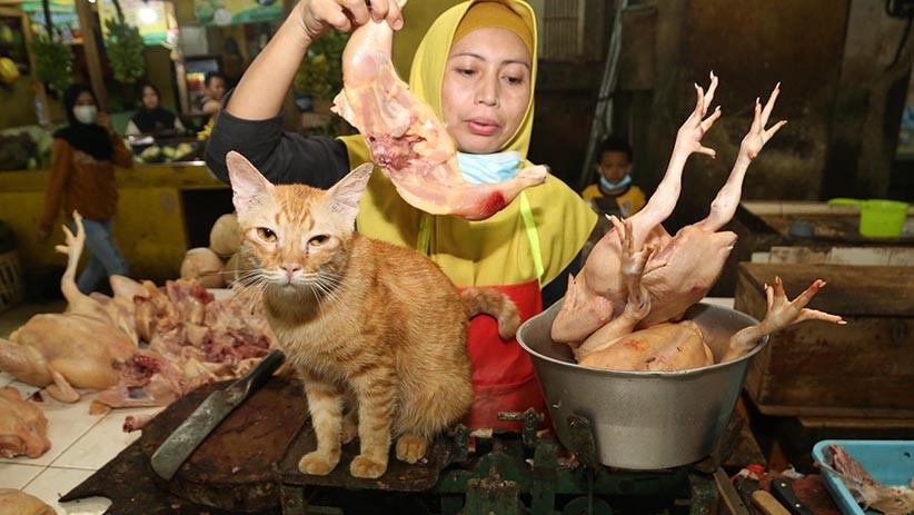 Harga Daging Ayam Merangkak Naik di Surabaya - Bagian 1