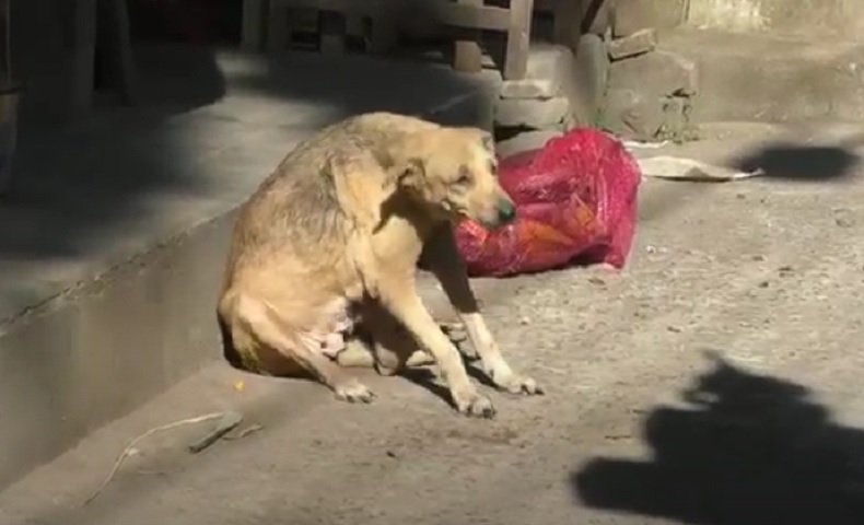 Pertahankan Jogja Bebas Rabies, Dinas Pertanian dan Pangan akan Vaksin 2.300 Anjing 