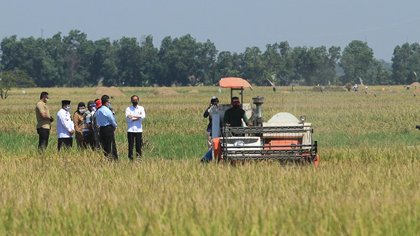 Hadiri Panen Raya, Presiden Jokowi Dengar Keluhan Petani Indramayu - Bagian 3