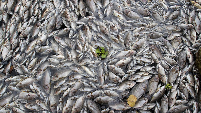 Penampakan Ribuan Ikan Mati di Danau Maninjau - Bagian 2